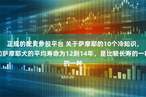 正规的配资炒股平台 关于萨摩耶的10个冷知识，如萨摩耶犬的平均寿命为12到14年，是比较长寿的一种